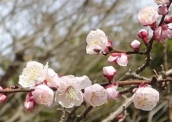 杏树花而不实是什么原因？