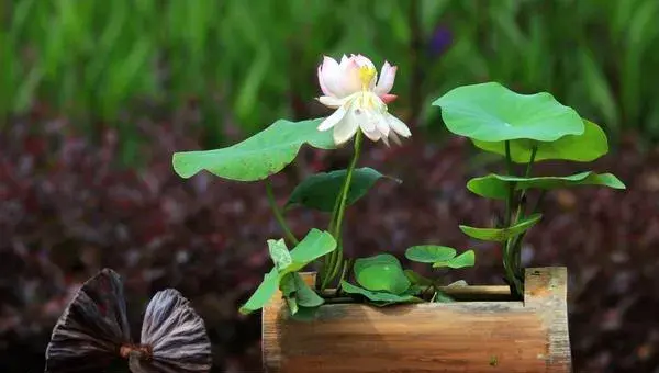 碗莲怎么种 碗莲的种植方法与注意事项