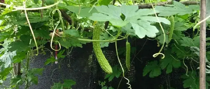 苦瓜种植时间及技术要点