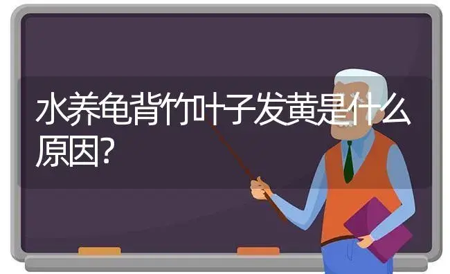 水养龟背竹叶子发黄是什么原因？ | 植物问答