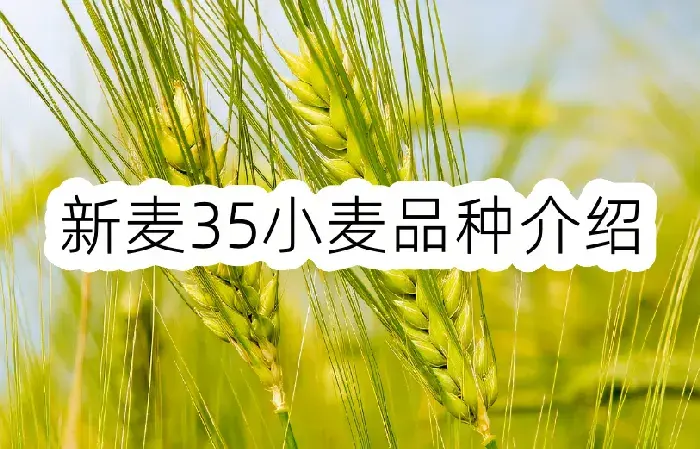 新麦35小麦品种介绍