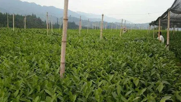茶苗栽培种植技术