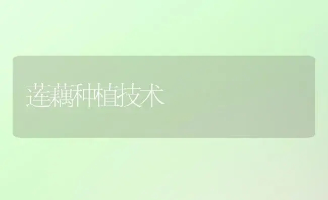 莲藕种植技术 | 植物百科