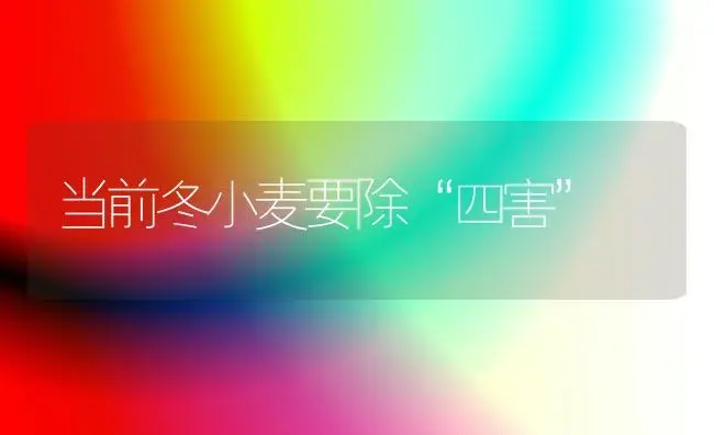 当前冬小麦要除“四害” | 植物科普