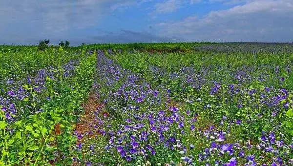 桔梗的种植季节和方法，可选春播和冬播