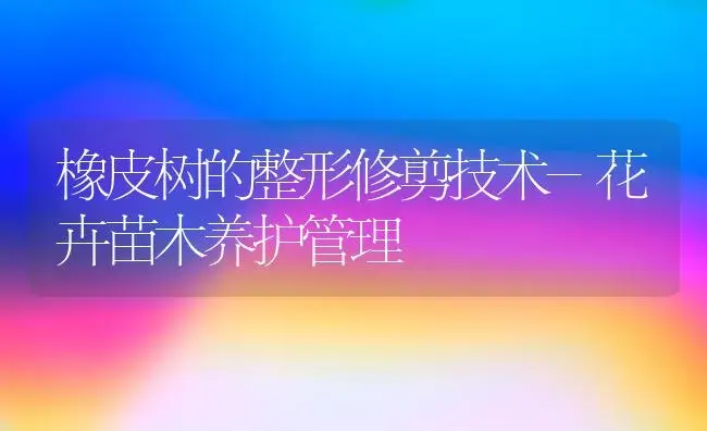 橡皮树的整形修剪技术-花卉苗木养护管理 | 植物知识