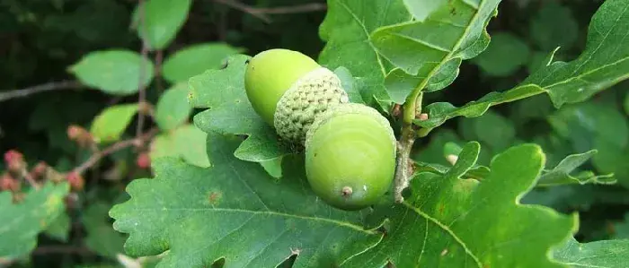 橡子种植技术 橡子果可以发芽种植吗