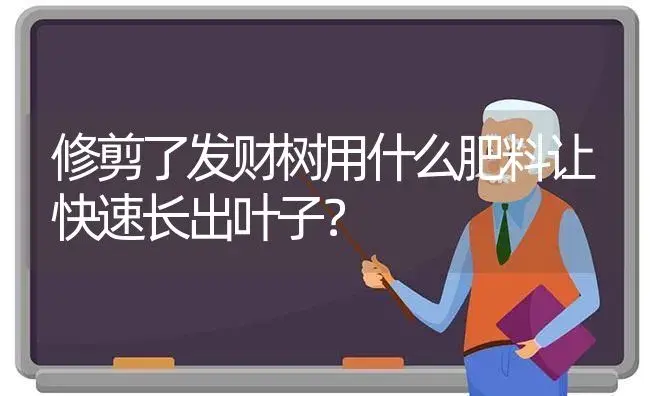 修剪了发财树用什么肥料让快速长出叶子？ | 植物问答