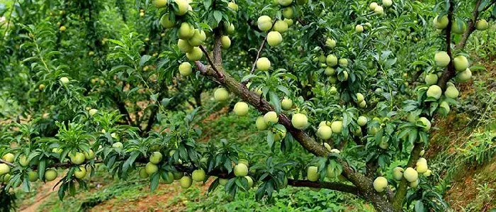 蜂糖李种植对海拔要求