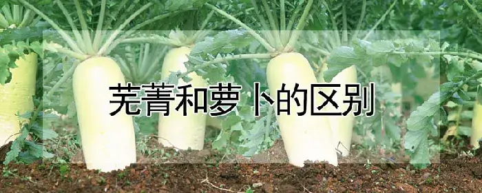 芜菁和萝卜的区别