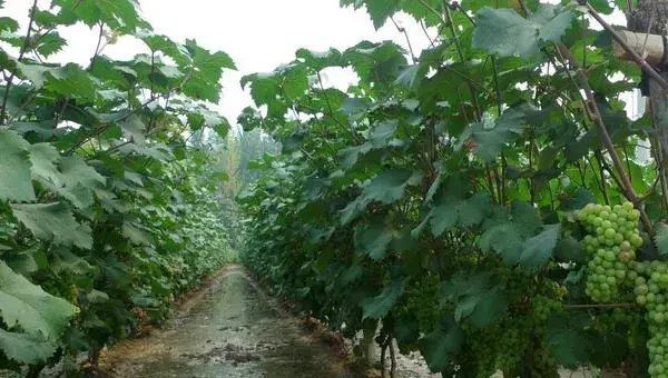 玫瑰香葡萄种植技术