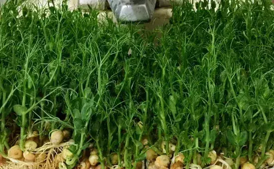 豌豆苗怎么种变粗