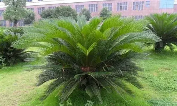 苏铁是什么植物