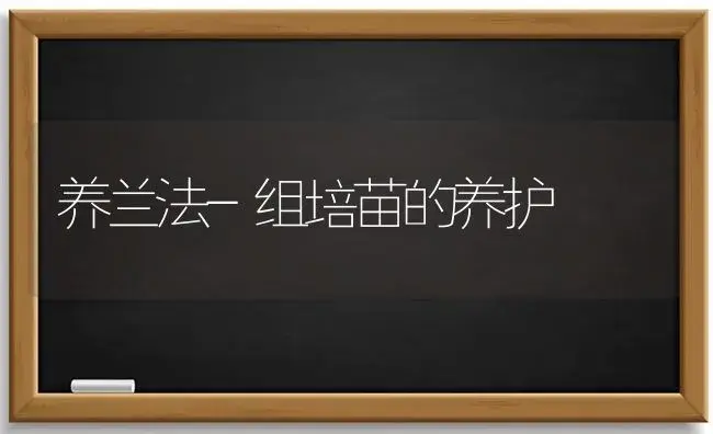 养兰法-组培苗的养护 | 植物科普