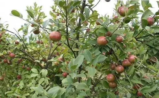 油茶象甲的危害特点、原因及防治措施