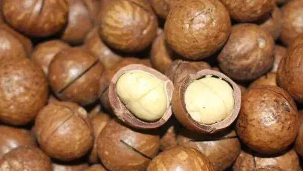 夏威夷果种植过程中需要注意哪些技术要点？