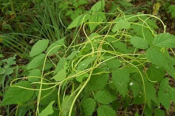 菟丝子种植前景怎么样 菟丝子分几种