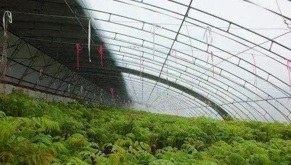 大棚种植什么最赚钱 大棚种植的特点及优势是什么