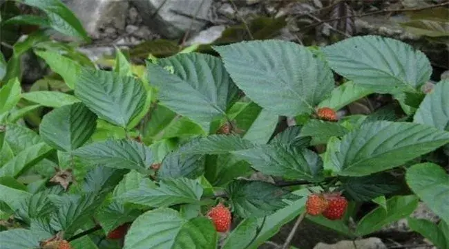 山莓的种植技术要点分析