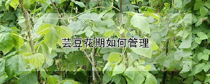 芸豆花期如何管理