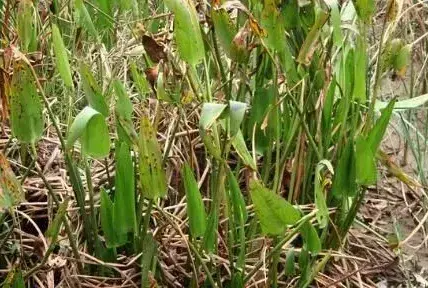 噁草 丁草胺毒性要注意