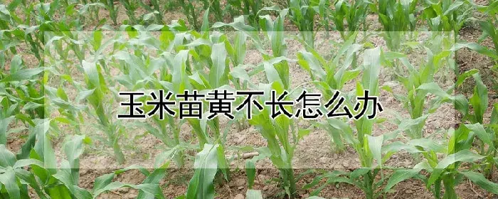 玉米苗黄不长怎么办