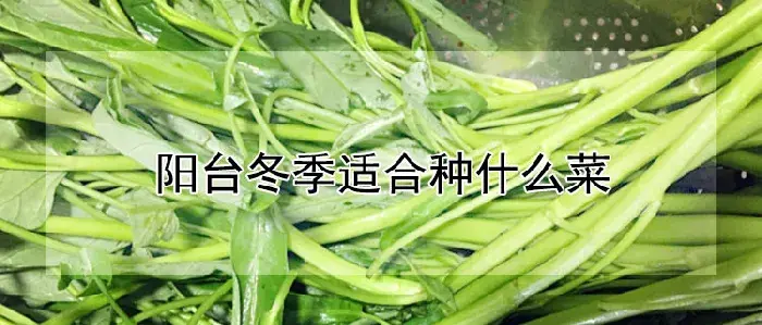 阳台冬季适合种什么菜