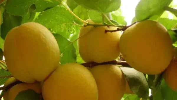 黄桃高效种植管理技术要点
