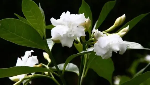 狗牙花什么时候开花 狗牙花什么时候修剪