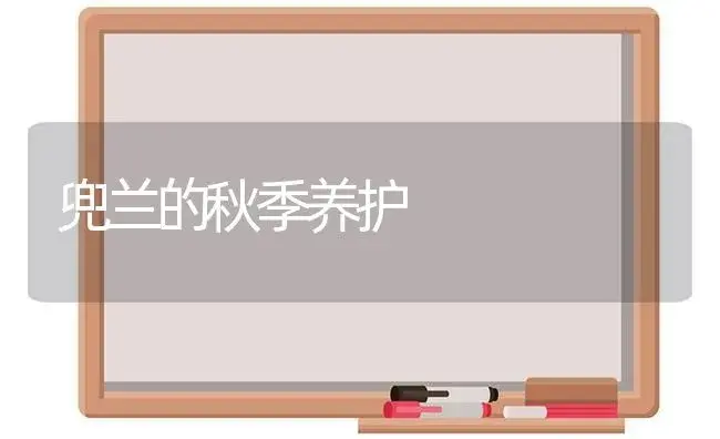 兜兰的秋季养护（图） | 植物科普