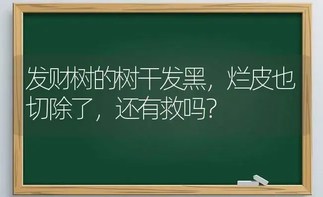 发财树的树干发黑，烂皮也切除了，还有救吗？ | 植物问答