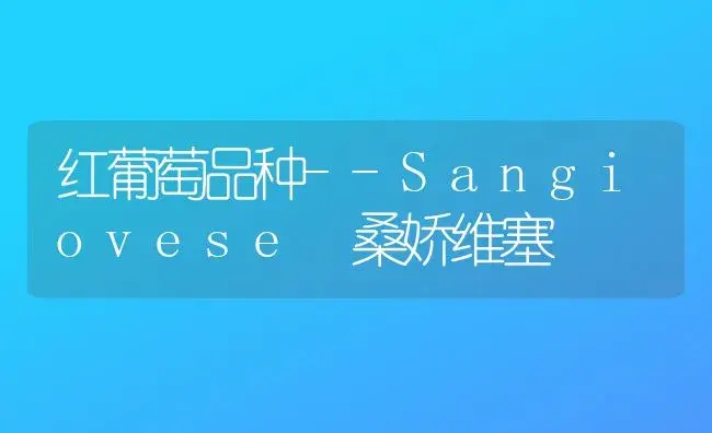 红葡萄品种--Sangiovese 桑娇维塞 | 植物科普