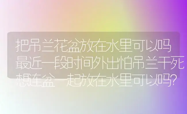 把吊兰花盆放在水里可以吗最近一段时间外出怕吊兰干死想连盆一起放在水里可以吗？ | 植物问答