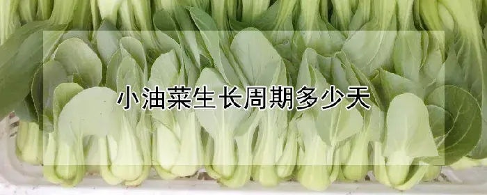 小油菜生长周期多少天