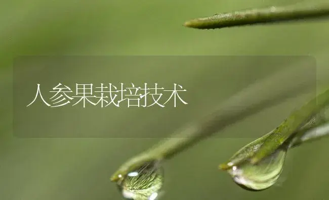 人参果栽培技术 | 植物百科