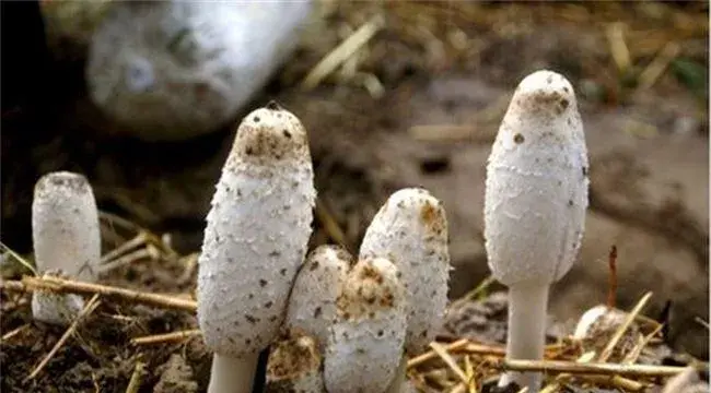 鸡腿菇栽培注意事项