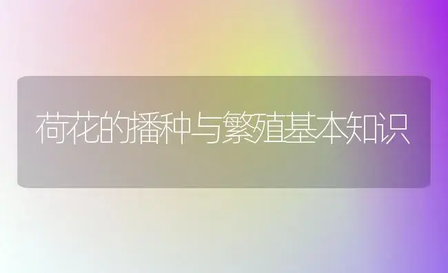 荷花的播种与繁殖基本知识 | 植物知识