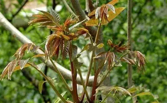 香椿繁殖技术和田间管理方法