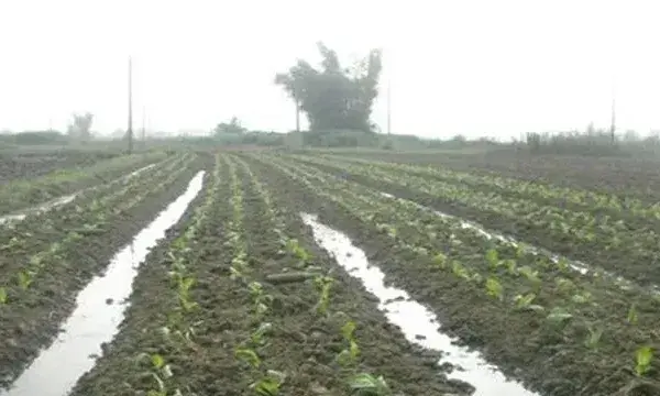 莲藕定植不发棵怎么办