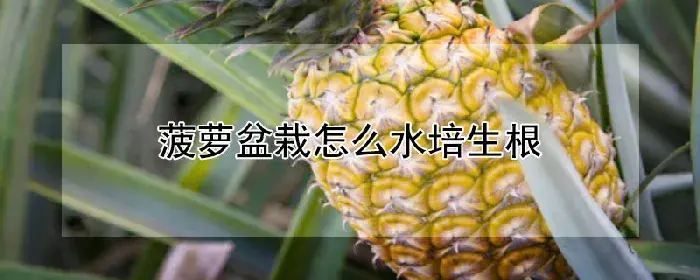 菠萝盆栽怎么水培生根