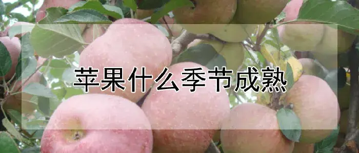 苹果什么季节成熟