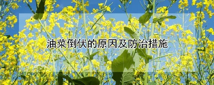 油菜倒伏的原因及防治措施