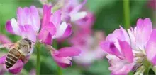 稻田冬种紫云英正适时