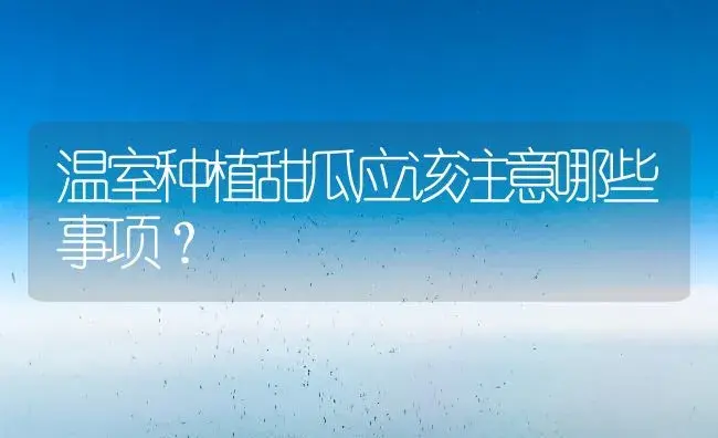温室种植甜瓜应该注意哪些事项？ | 植物百科