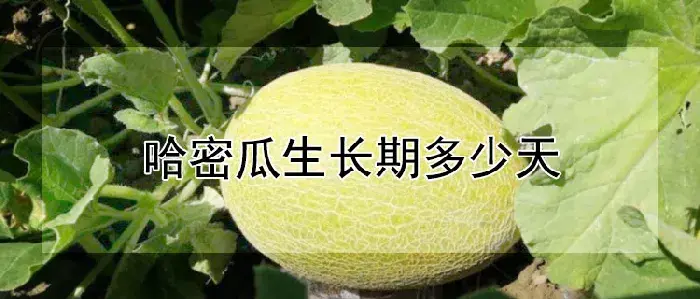 哈密瓜生长期多少天