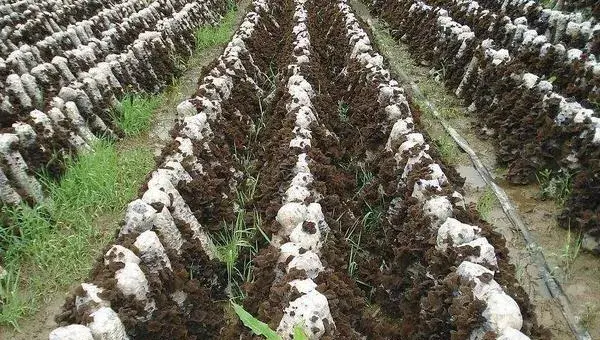 2018种黑木耳赚钱吗？黑木耳种植的利润与投资成本及前景预测