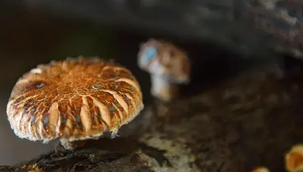 种植香菇需要投入多少？成本利润分析