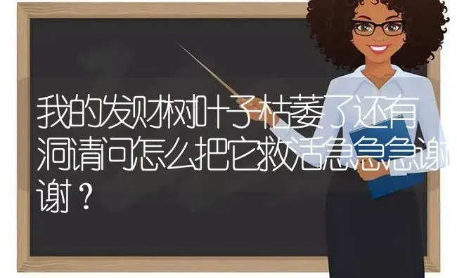 我的发财树叶子枯萎了还有洞请问怎么把它救活急急急谢谢？ | 植物问答