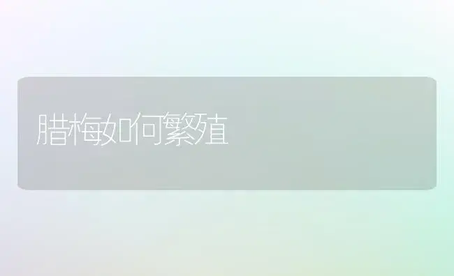 腊梅如何繁殖 | 植物科普
