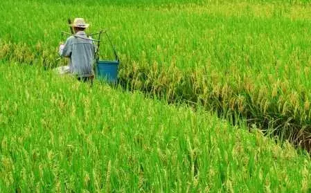 种水稻如何田间化学除草